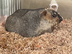 -怪兽屋·羊驼·猫咖·狗咖(俊华广场店)