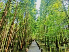 -桤木河湿地公园