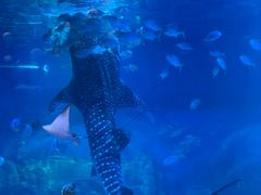 -烟台海昌鲸鲨海洋公园