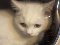 -宠爱国际动物医院·消化内科·心肾内科·ISFM猫友好(望京店)
