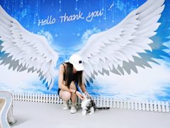 -喵百万·布偶·蓝金金渐层英短·猫舍(百子湾店)