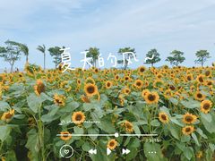 -野狸岛