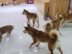 -柴源莊·柴小宠柴犬咖啡