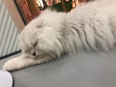 -糯米喵星人·撸猫猫舍咖啡馆(西市场嘉华店)