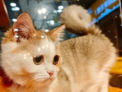 -欣宠猫屋·矮脚拿破仑·蓝金金渐层