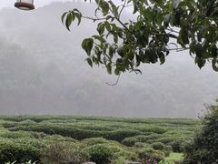 -中国茶叶博物馆(双峰馆区)