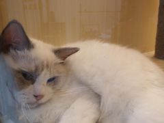 -momokira米努特·德文卷毛猫·棉花面纱犬