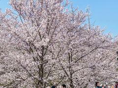 -武汉大学-樱园
