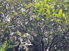 -三门江国家森林公园