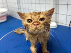-瑞派康怡24h宠物医院·犬猫医疗中心·微创绝育(瑞景分院)