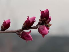 -红光山