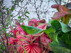 -荷兰布尔玛国际花艺学院
