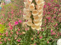 -东方体育中心(地铁站)