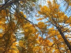 -苏木山森林公园
