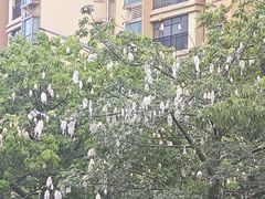 -广东花都湖国家湿地公园