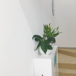 -朴荷皮肤管理中心