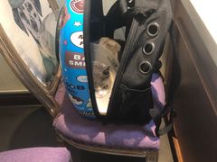 -宠爱国际动物医院· 猫科· 外科·中兽医(长白店)