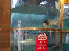 -蜀滋香鲜鱼美蛙火锅(339店)