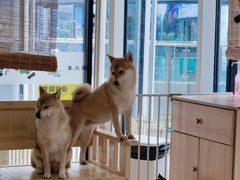 -南京Hallo宠物乐园·哈罗犬舍·柴犬繁育基地