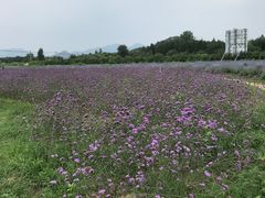 -北京东方普罗旺斯薰衣草庄园