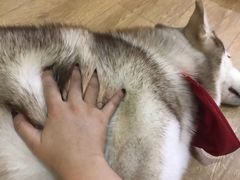 -Husky Go! 哈士奇体验馆·宠物咖啡厅狗咖
