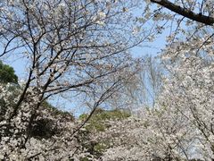 -武汉大学-樱园
