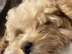 -柴犬小屋·柴餐厅·狗咖食堂(金鼎广场店)