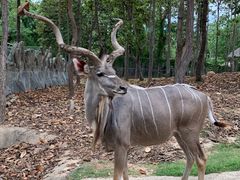 -清迈夜间动物园