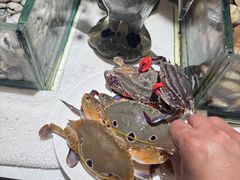-加餐海鲜自助(宝龙一城店)