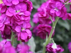 -松山湖梦幻百花洲