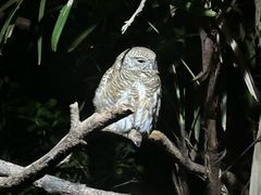 -夜间野生动物园