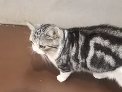 -MOCHA明星猫咖(田子坊店)