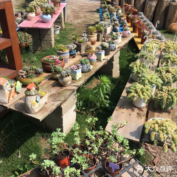 广东花都香草世界旅游度假区图片