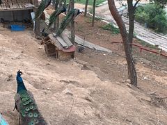 -金石滩蓝莓谷庄园