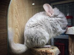 -藦茜花园宠物主题亲子互动体验馆(国顺东路店)