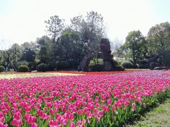 -上海鲜花港