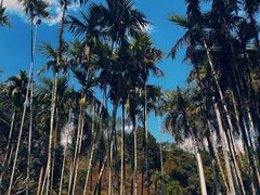 -中国科学院西双版纳热带植物园