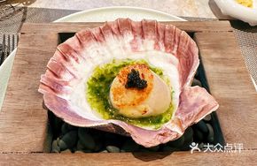 Australian Scallop