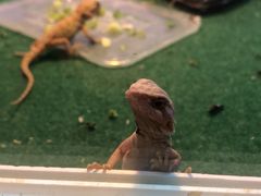 -中环花鸟鱼虫市场