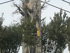 -西青郊野公园