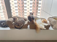 -Cappucimeow猫咪咖啡馆(韦伯时代店)