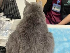 -瑞派·关忠动物医院·猫专科·犬专科(三环新城店)
