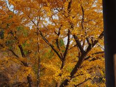 -遵化市禅林寺古银杏风景园