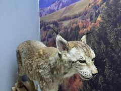 -青藏高原野生动物园