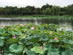 -映月湖公园