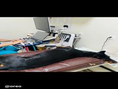 -美联众合动物医院·24h京西诊疗中心