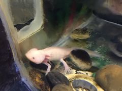 景点-上海大自然野生昆虫馆
