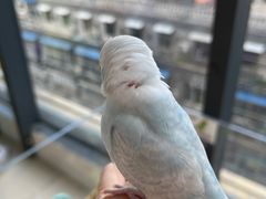 -怪兽屋·羊驼·猫咖·狗咖(俊华广场店)