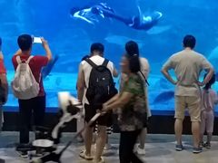 -烟台海昌鲸鲨海洋公园