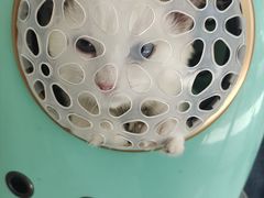 -艾吉宠物医院·疑难杂症转诊中心·猫友好(碧江路院)